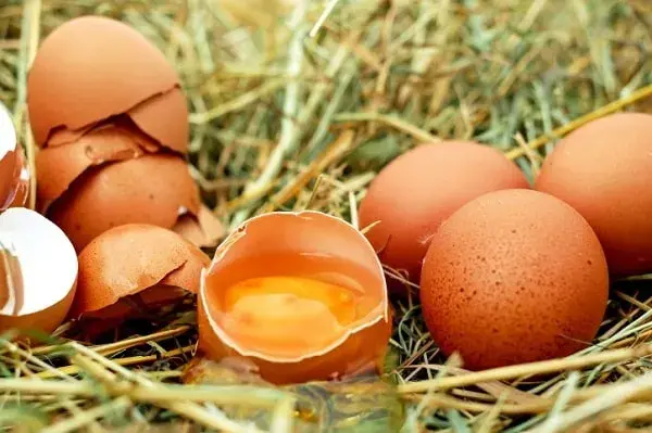 Huevos de gallina