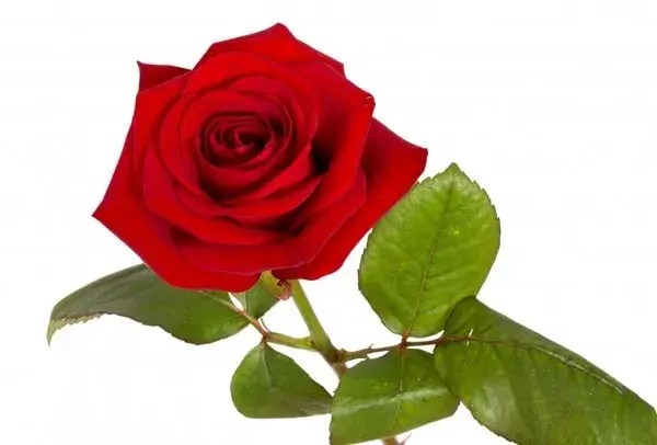 Socialdemocracia-rosa-roja