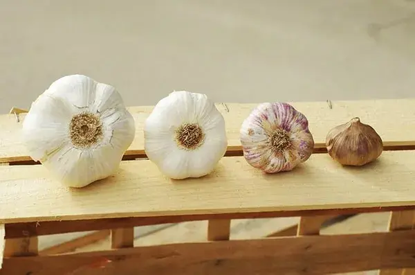 Cabezas de ajo