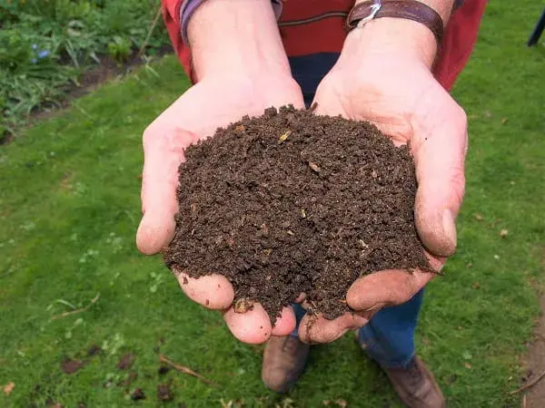 Sustrato casero o tierra para plantas