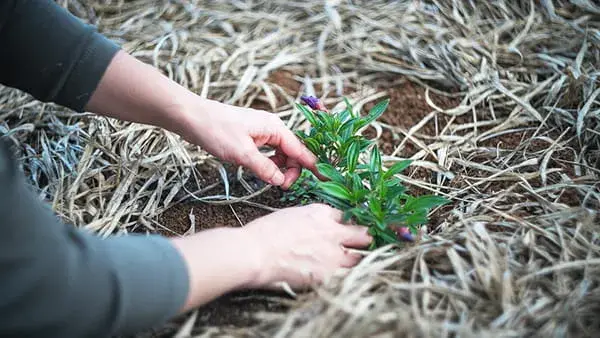 Abonando planta